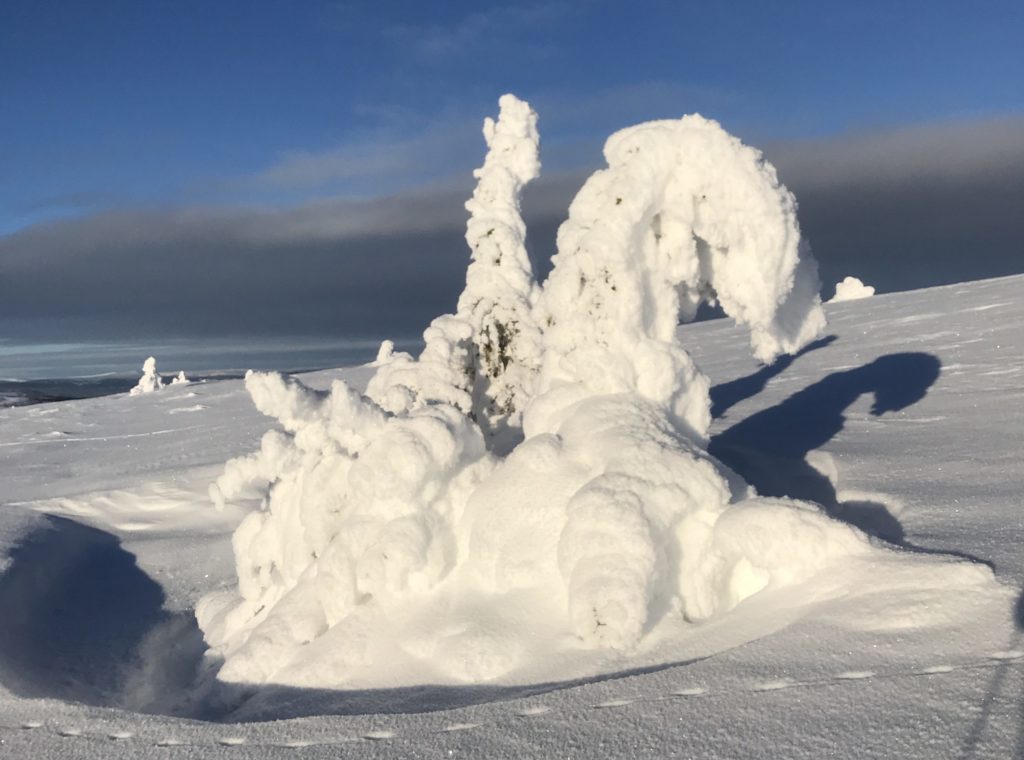 Snøfylt grantre som en snøskulptur på Grønfjell