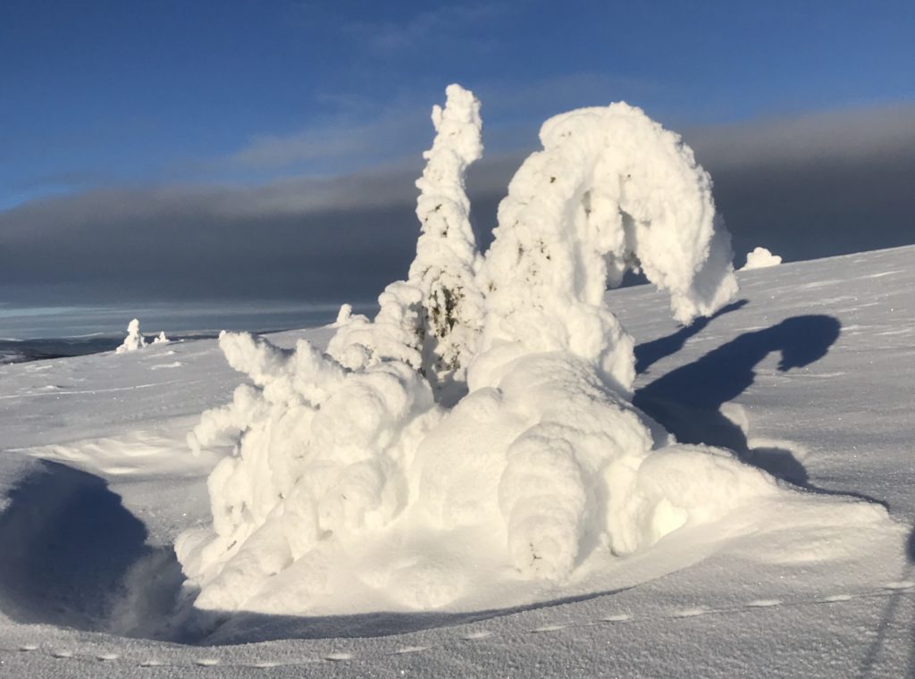 Snøfylt grantre som en snøskulptur på Grønfjell